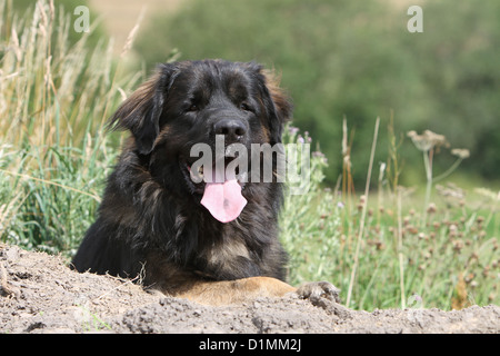 Cane adulto Leonberger giacente in un prato Foto Stock