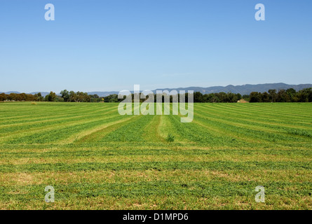 Lucerna, tagliata pronta per le operazioni di imballaggio, in una fattoria vicino a Mudgee, nel Nuovo Galles del Sud, Australia Foto Stock