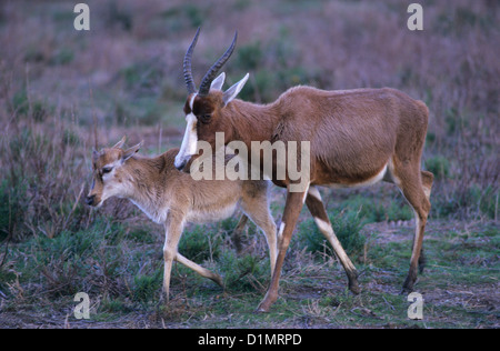 Femmina (blesbok Damaliscus pygargus phillipsi) con giovani africani, Animal Park, Sigean, Aude, Languedoc-Roussillon, Francia Foto Stock