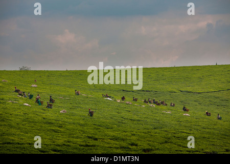 I campi di tè - Kabarole quartiere vicino a Fort Portal, Uganda. Foto Stock