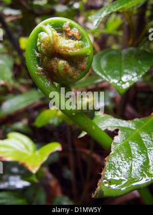 Vulcano di Poas National Park, Alajuela, Costa Rica, America Centrale Foto Stock