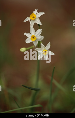 Daffodil comune (Narcissus tazetta) fotografato in Israele, nel mese di dicembre Foto Stock