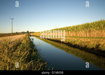 Fattoria di canna da zucchero Foto Stock