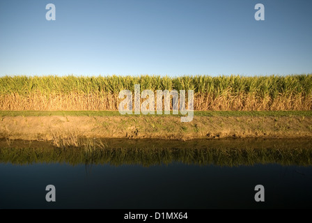 Fattoria di canna da zucchero Foto Stock