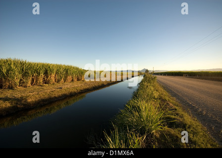 Fattoria di canna da zucchero Foto Stock