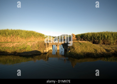 La canna da zucchero Farm e canale di irrigazione Foto Stock