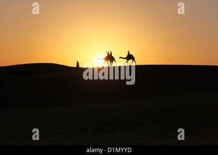 Silhouette di cammelli a piedi nel deserto durante il tramonto Foto Stock