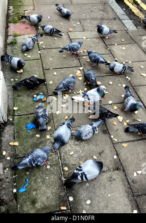 Piccioni mangiare pane raffermo sul marciapiede REGNO UNITO Foto Stock