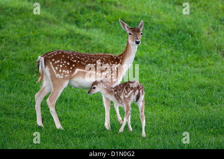 Daini Cervus dama doe con capretta Foto Stock