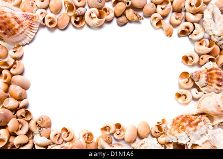 Mare cockleshells isolato su uno sfondo bianco Foto Stock