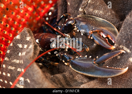 Una aragosta pescata da Richard e la sua nave mate avvolto in un sacco. Foto Stock