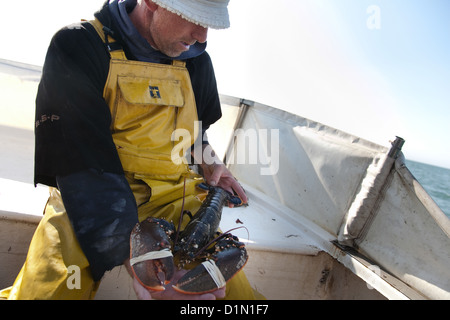 Una aragosta pescata in un lobster pot e tirato fuori del mare nella baia di Christchurch. Foto Stock