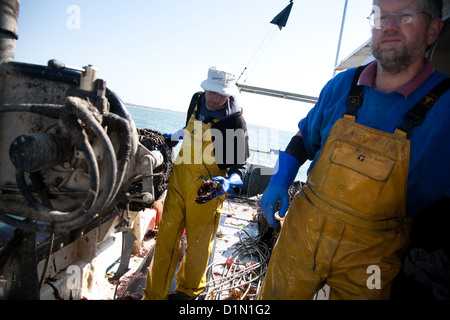 Il capitano Richard capi la sua nave off per il prossimo Lobster Pot mentre la sua nave mate cancellare l'ultimo pot. Foto Stock