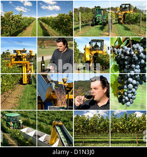 Produzione di vino Foto Stock