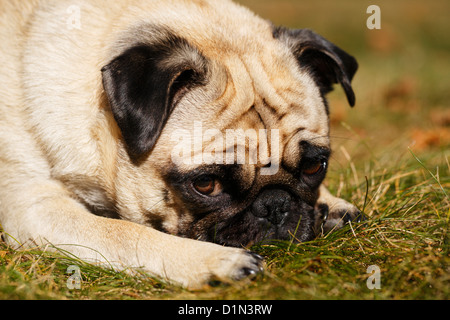 Il Pet pug dog sdraiati sull'erba. Foto Stock