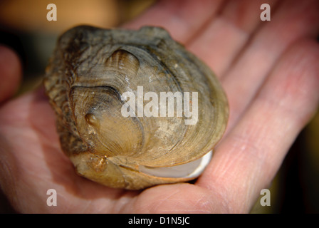 L'alato Mapleleaf cozza d'acqua dolce è sulle specie in via di estinzione elenco. Greers Traghetto lago, Arkansas, Stati Uniti d'America. Foto Stock