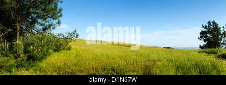Panoramic of a grassy meadow at Mount Diablo State Park, Contra Costa County, California, USA Foto Stock