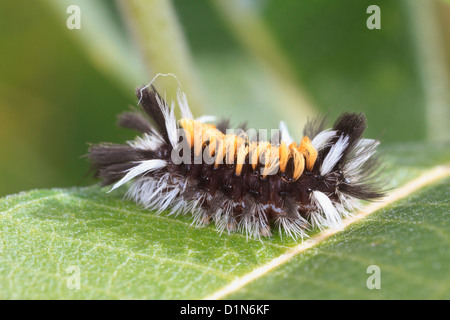 Caterpillar del Milkweed Tussock Moth (Euchaetes Egle). Foto Stock