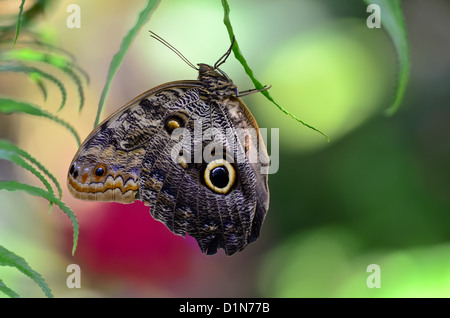 Farfalla Civetta (Caligo) Foto Stock