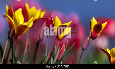 Tulipa chrysantha fiori contro rosso tulipani e cielo blu sullo sfondo Foto Stock
