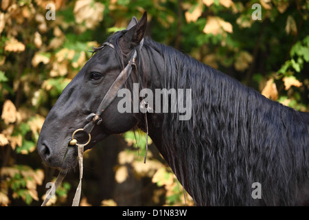 Karachai nero testa di cavallo ritratto. Sono Karachai Caucaso settentrionale cavallo di razza Foto Stock