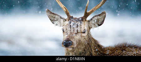 Red Deer feste di addio al celibato in una tempesta di neve una immagine panoramica fotografati nei Cairngorms highlands scozzesi Foto Stock