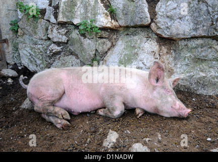 Maiale, dormire suino, maiale addormentato Foto Stock