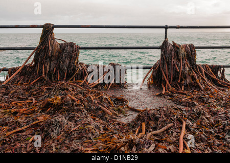 Le alghe lavato fino su un sentiero costiero dopo una tempesta Foto Stock