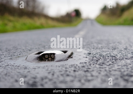 Catseye (TM) riflettente di marcatura su strada nel mezzo di una strada rurale. Foto Stock