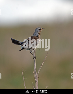 Turdus pilaris, Allodole Cesene Beccacce arroccato a Marazion marsh durante il periodo invernale in Cornovaglia Foto Stock