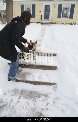 Una donna aiutando il suo cane disabili su per le scale fino a casa loro. Foto Stock