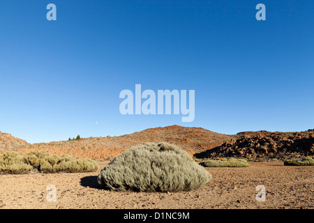 Il Teide scopa bianco (Spartocytisus supranubius) in Las Canadas del Parco Nazionale del Teide Tenerife, Isole Canarie, Spagna Foto Stock
