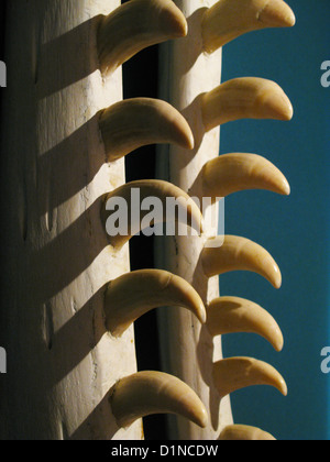 Whaling Museum in Cold Spring harbor di New York Foto Stock