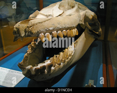 Whaling Museum in Cold Spring harbor di New York Foto Stock