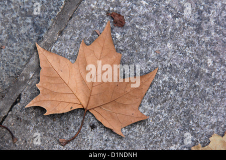Asciugare maple leaf giacente sulla strada. Foto Stock