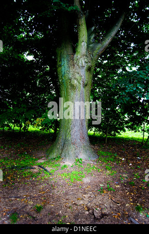 Il vecchio albero tronco coperto con moss Foto Stock