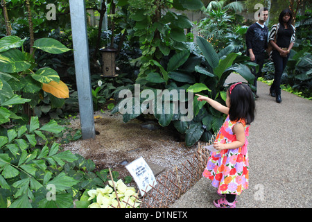 I bambini in Cambridge Conservatory della Farfalla, Ontario, Canada Foto Stock