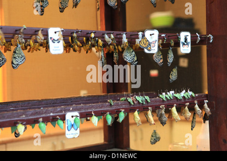 Butterfly bruchi di schiusa in Cambridge Conservatory della Farfalla, Ontario, Canada Foto Stock