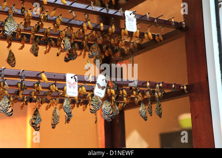 Butterfly bruchi di schiusa in Cambridge Conservatory della Farfalla, Ontario, Canada Foto Stock