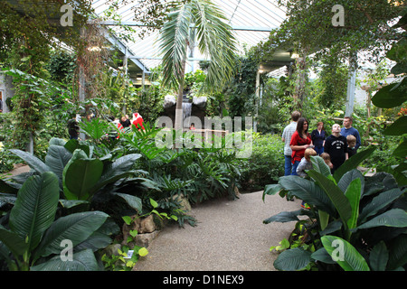 I bambini in Cambridge Conservatory della Farfalla, Ontario, Canada Foto Stock