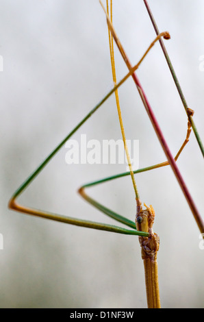 Prairie maschio Walkingstick (Diapheromera velii), Marsh loop trail, Bosque del Apache National Wildlife Refuge, nuovo Messico Foto Stock