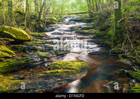 Poco Nerang Creek (ramo orientale), Springbrook National Park, entroterra della Gold Coast, Queensland, Australia Foto Stock