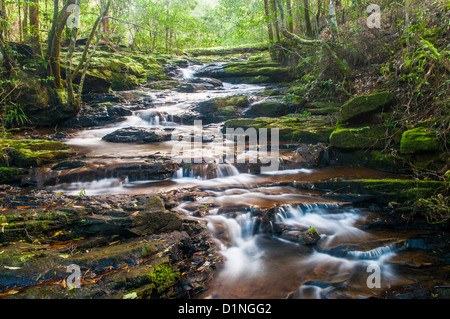 Poco Nerang Creek (ramo orientale), Springbrook National Park, entroterra della Gold Coast, Queensland, Australia Foto Stock