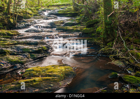 Poco Nerang Creek (ramo orientale), Springbrook National Park, entroterra della Gold Coast, Queensland, Australia Foto Stock