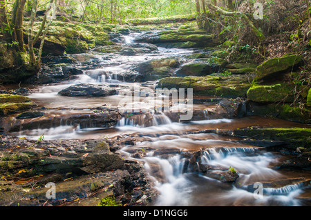 Poco Nerang Creek (ramo orientale), Springbrook National Park, entroterra della Gold Coast, Queensland, Australia Foto Stock