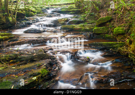 Poco Nerang Creek (ramo orientale), Springbrook National Park, entroterra della Gold Coast, Queensland, Australia Foto Stock