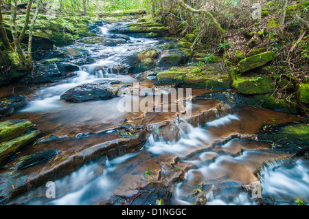 Poco Nerang Creek (ramo orientale), Springbrook National Park, entroterra della Gold Coast, Queensland, Australia Foto Stock