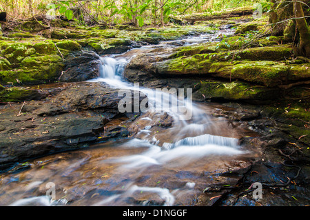 Poco Nerang Creek (ramo orientale), Springbrook National Park, entroterra della Gold Coast, Queensland, Australia Foto Stock