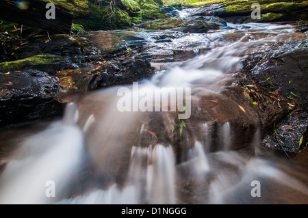 Poco Nerang Creek (ramo orientale), Springbrook National Park, entroterra della Gold Coast, Queensland, Australia Foto Stock