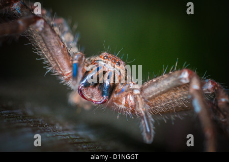 Il Badge Spider o scudo Huntsman, Queensland, Australia Foto Stock